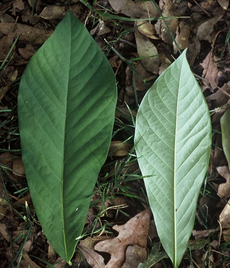 {Asimina triloba}